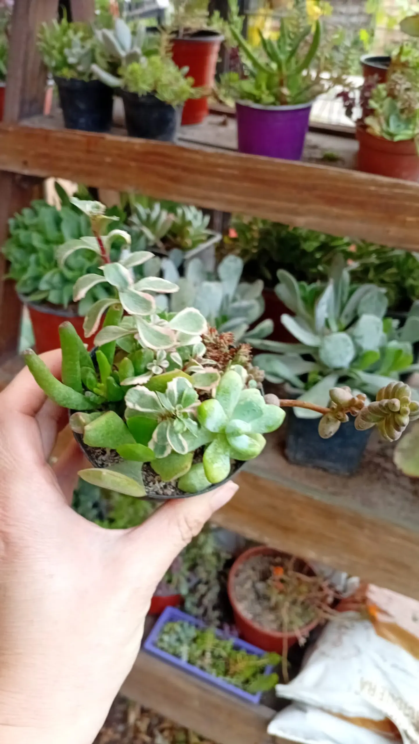 Plantas RV - Arreglo Suculenta tamaño S 1