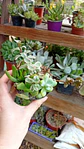 Plantas RV - Arreglo Suculenta tamaño S - Miniatura 1