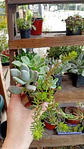 Plantas RV - Arreglo Suculenta tamaño S - Miniatura 2