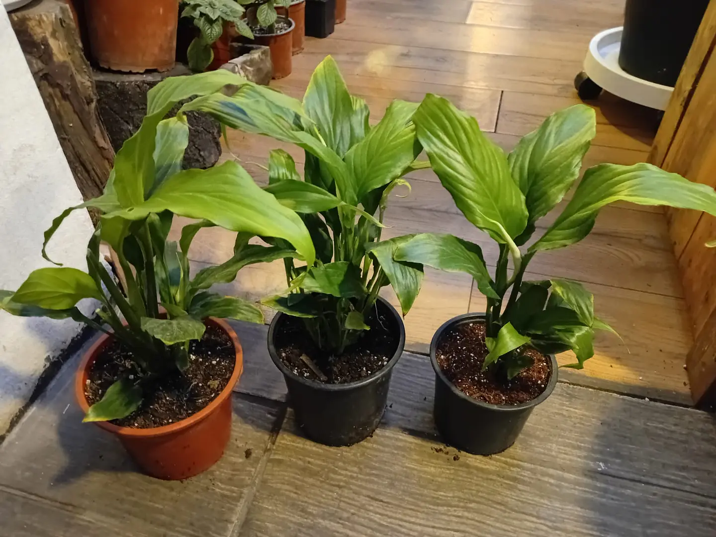 Plantas RV - Spatifilium tamaño S  1