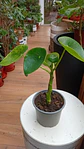 Plantas RV - Cucharitas tamaño M  - Miniatura 1
