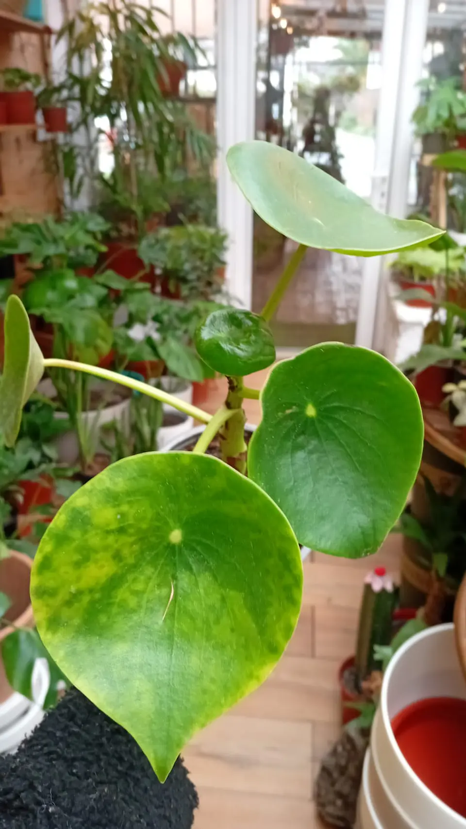 Plantas RV - Cucharitas tamaño M  2