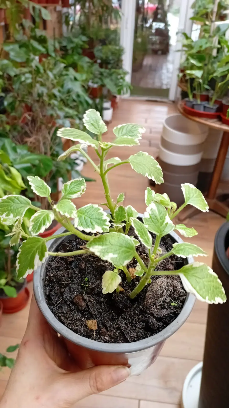 Plantas RV - Incienso tamaño M  1