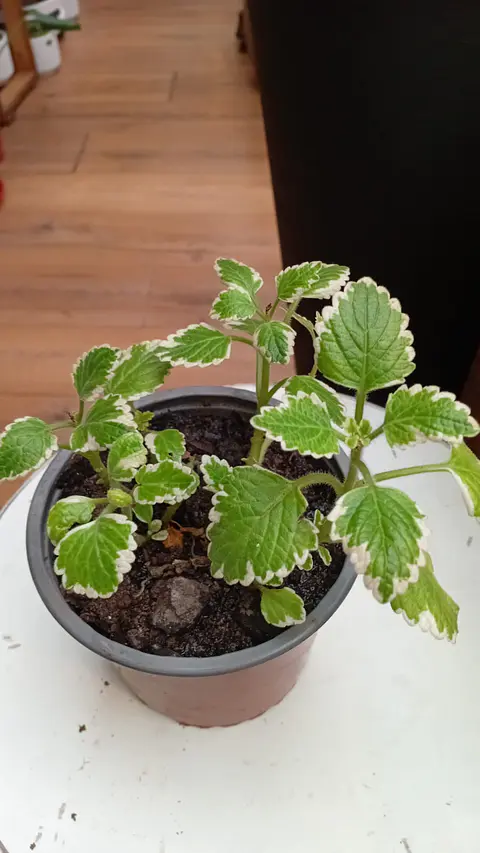 Plantas RV - Incienso tamaño M 