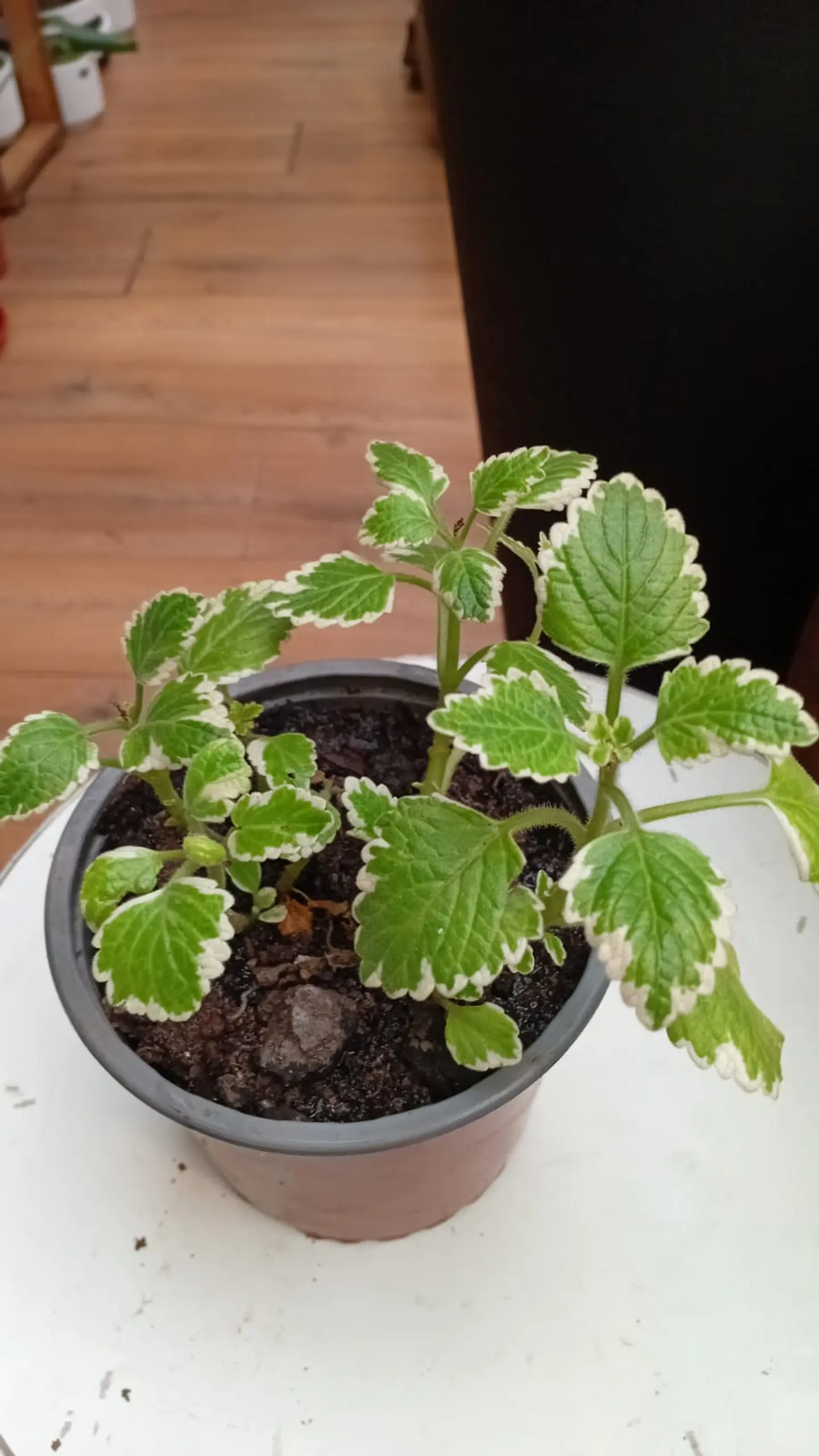 Plantas RV - Incienso tamaño M  2