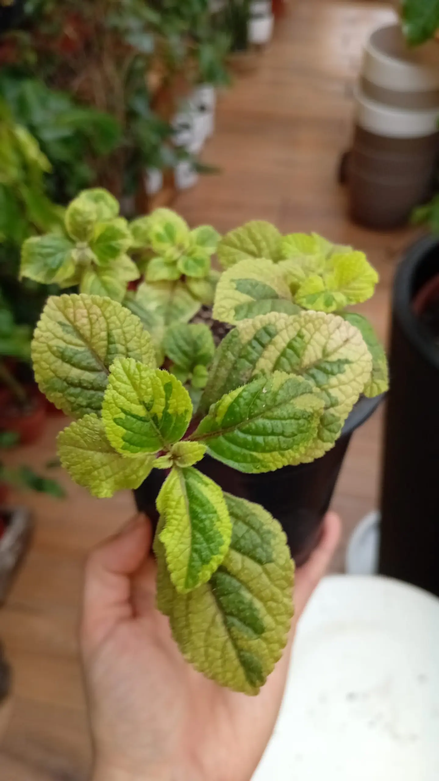 Plantas RV - Dólar variegado tamaño S  1