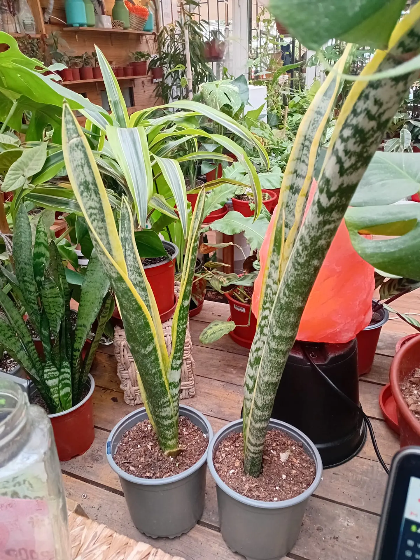 Plantas RV -  Sansevieria Tamaño L  1