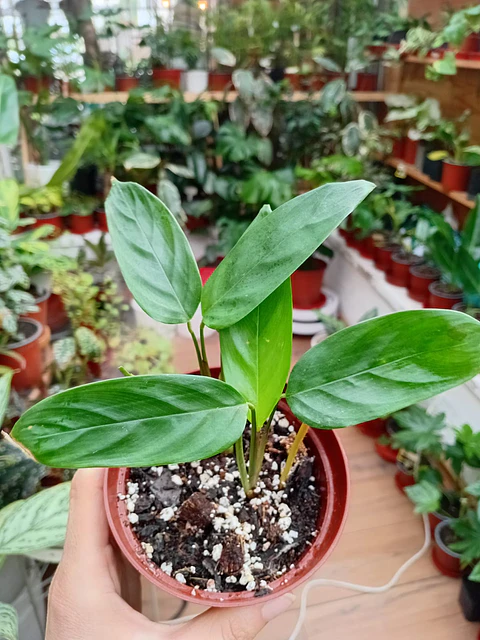 Plantas RV - Maranta Arundinacea S 
