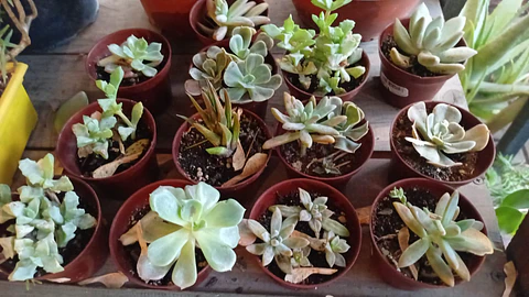 Plantas RV - Suculenta tamaño XS 