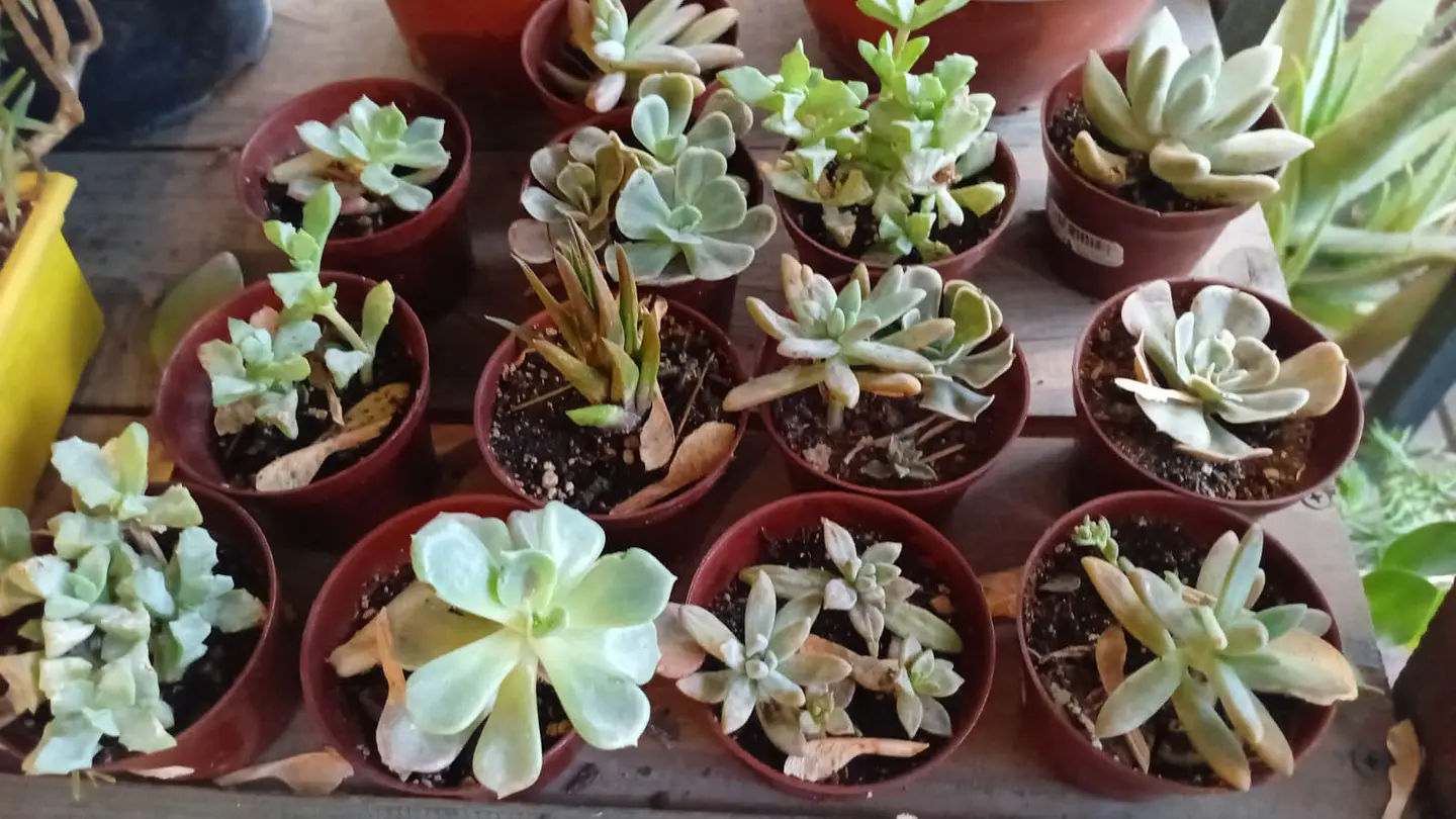 Plantas RV - Suculenta tamaño XS  1