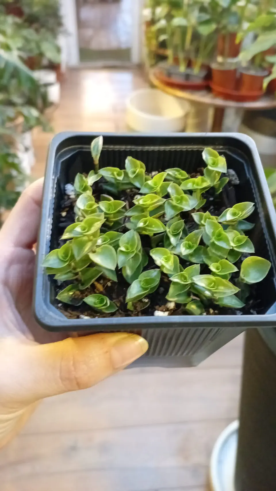 Plantas  RV - Callista tamaño S  1