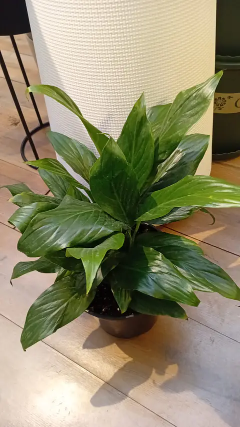 Plantas RV - Spatifilium tamaño L 