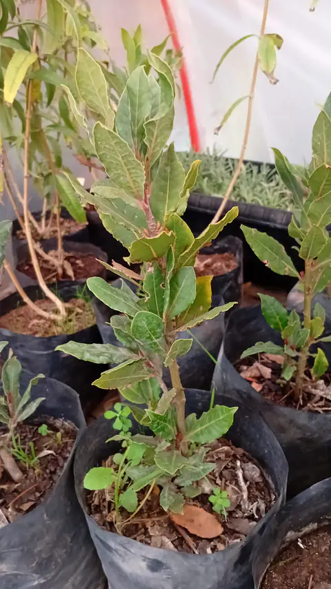 Plantas RV - Laurel (cocina) 