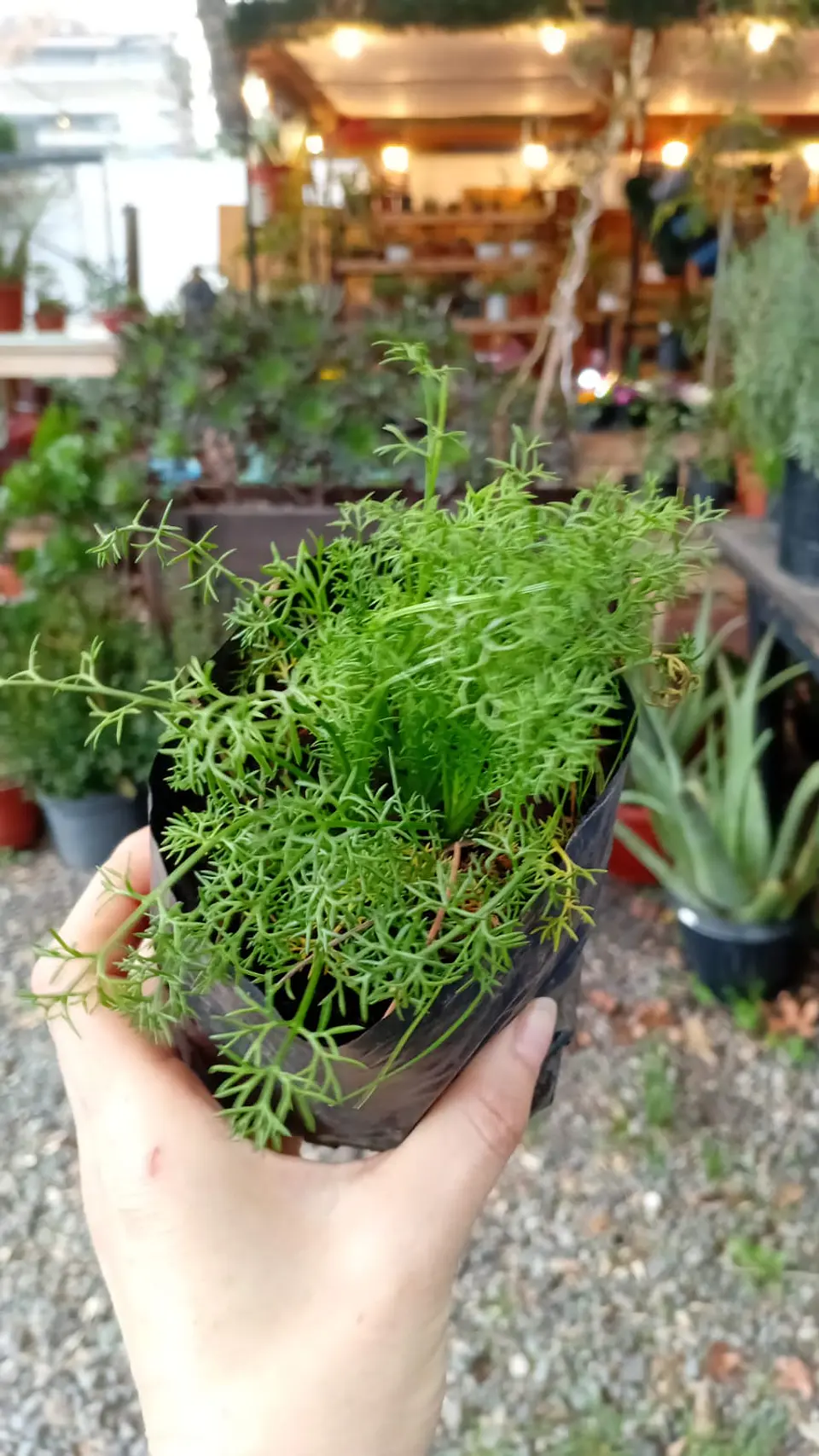 Plantas RV - Manzanilla  1