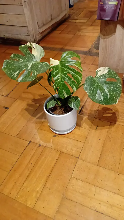 Plantas RV - Monstera Thai Constellation L 