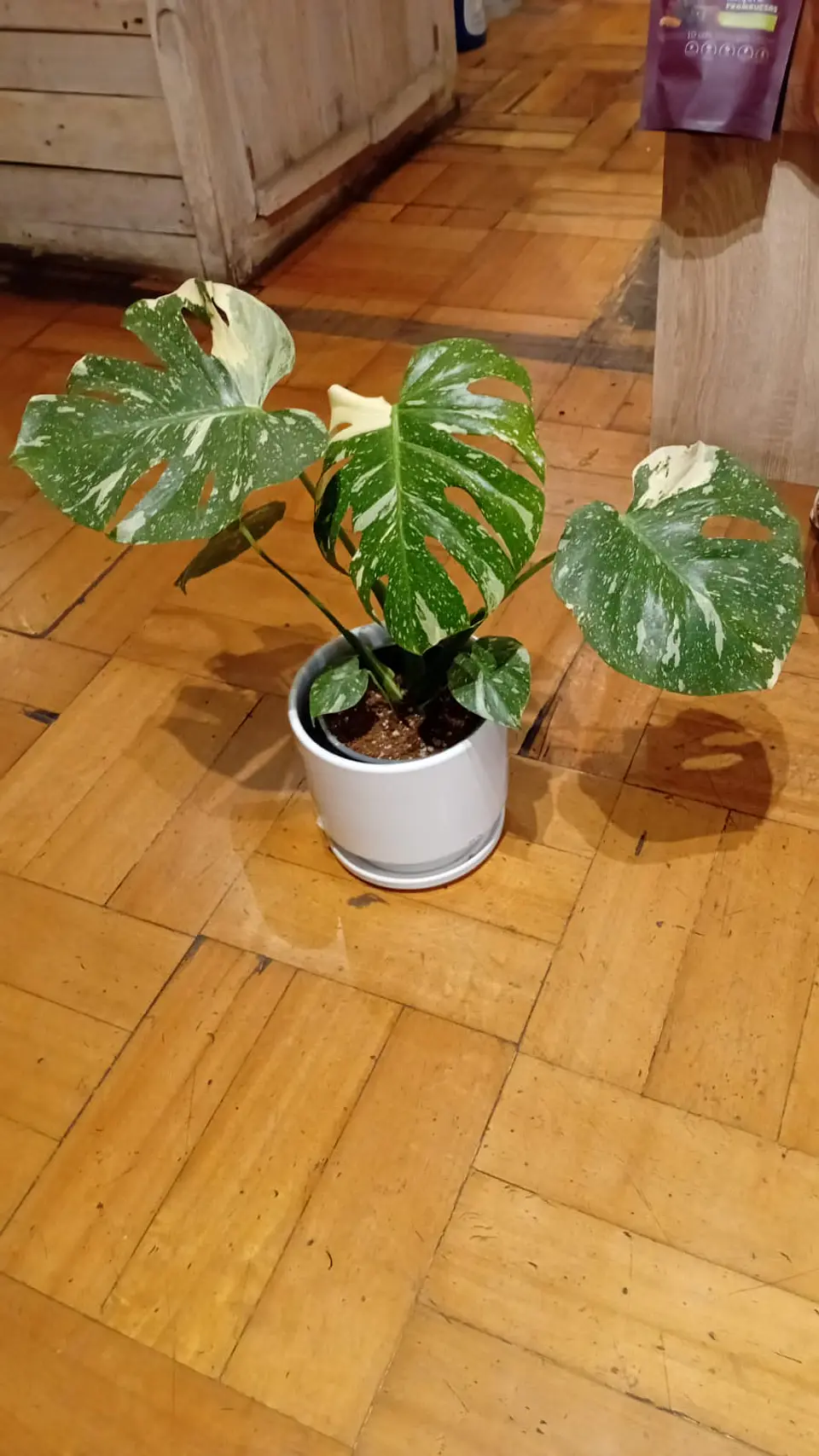 Plantas RV - Monstera Thai Constellation L  1