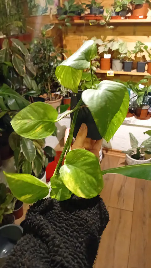 Plantas RV - Pothus Golden Tamaño S 