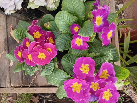 Plantas RV - Flores de Estación tamaño S/ Retiro en tienda 