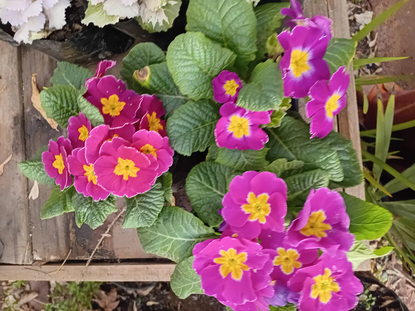 Plantas RV - Flores de Estación tamaño S/ Retiro en tienda  2