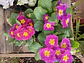Plantas RV - Flores de Estación tamaño S/ Retiro en tienda  - Miniatura 2