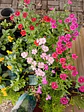 Plantas RV - Flores de Estación tamaño S/ Retiro en tienda  - Miniatura 3