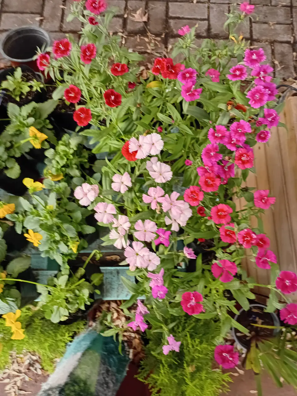 Plantas RV - Flores de Estación tamaño S/ Retiro en tienda  3