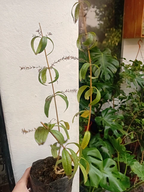 Plantas RV - Cedrón tamaño L 