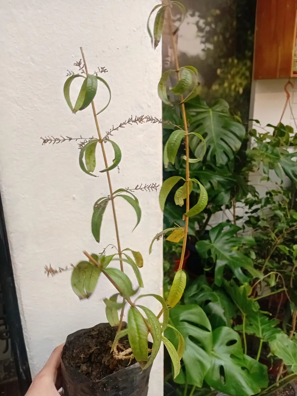 Plantas RV - Cedrón tamaño L  1