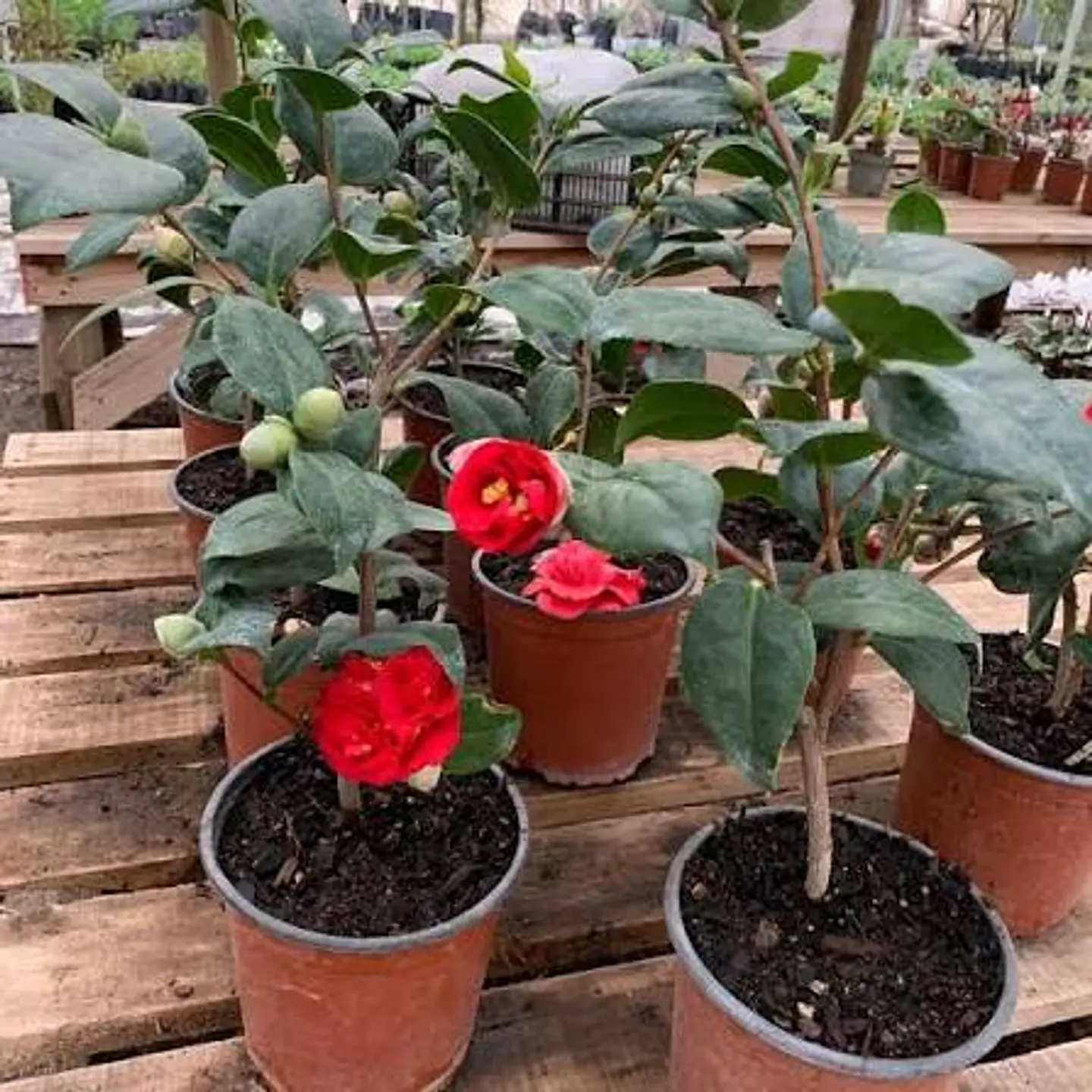 Plantas RV - Camelias  1