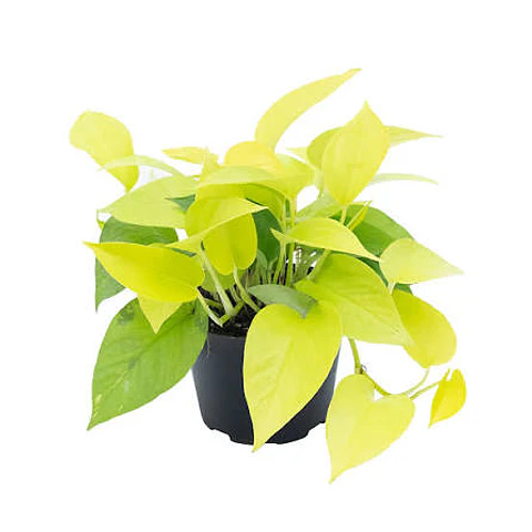 Plantas RV - Pothus neon M 
