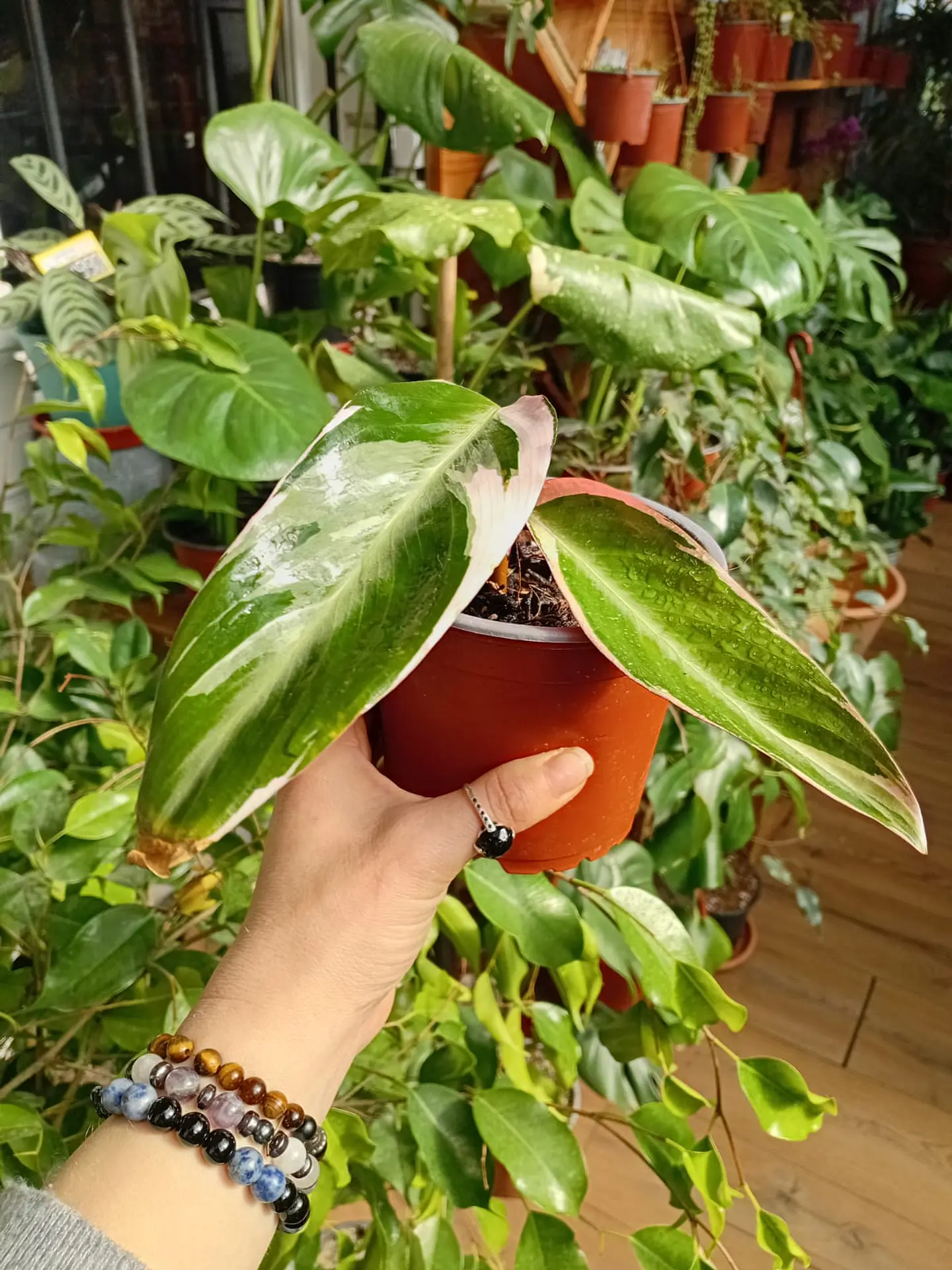 Plantas RV - Stromanthe triostar tamaño M  1