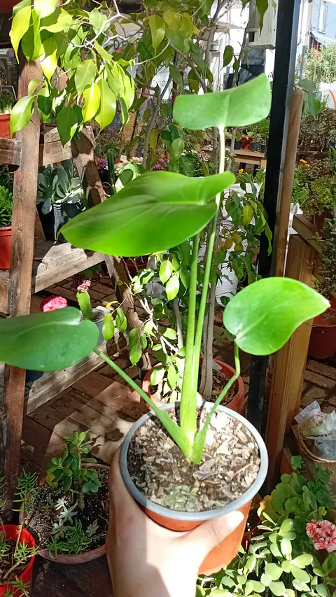 Plantas RV - Monstera Deliciosa tamaño S 