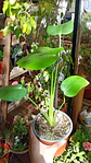 Plantas RV - Monstera Deliciosa tamaño S  - Miniatura 1