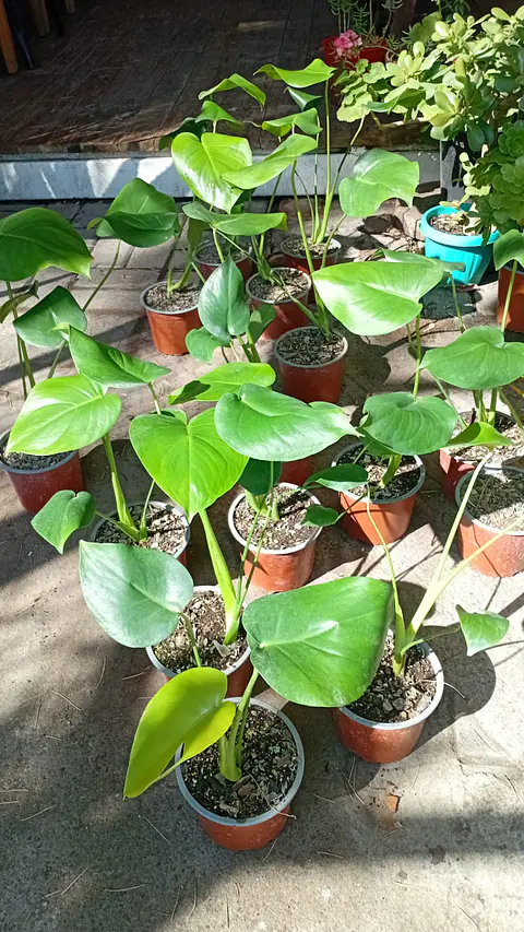 Plantas RV - Monstera Deliciosa tamaño S 