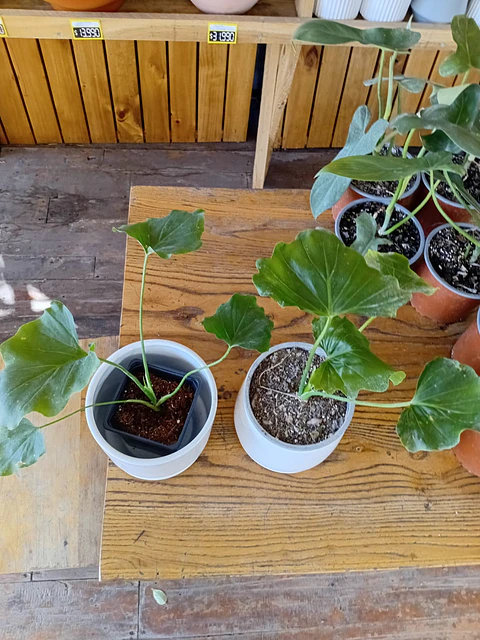 Plantas RV - Pack 1 Filodendro Paraguayo + 1 PortaMaceta S 