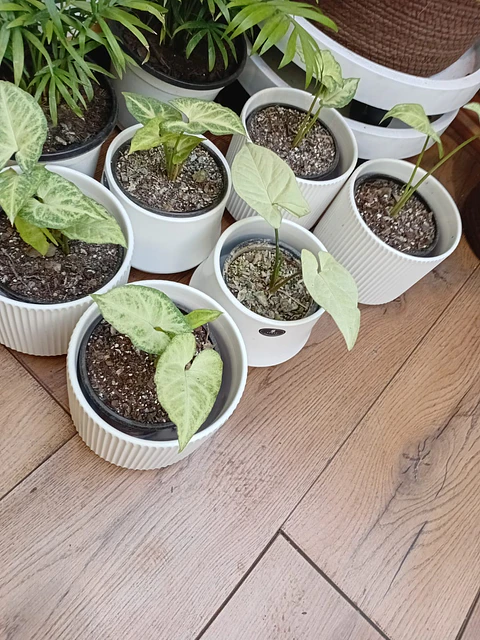 Plantas RV - Pack  1 Singonio Silver + 1 Portamaceta S 