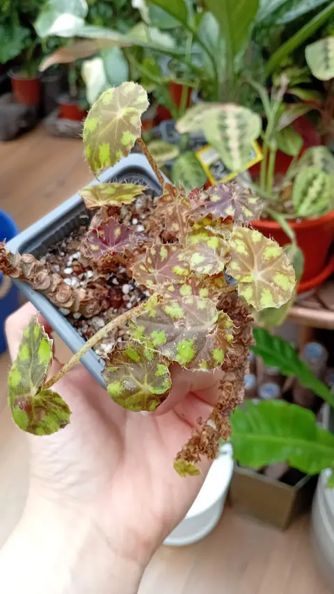Plantas RV - Begonia Cleopatra tamaño M 