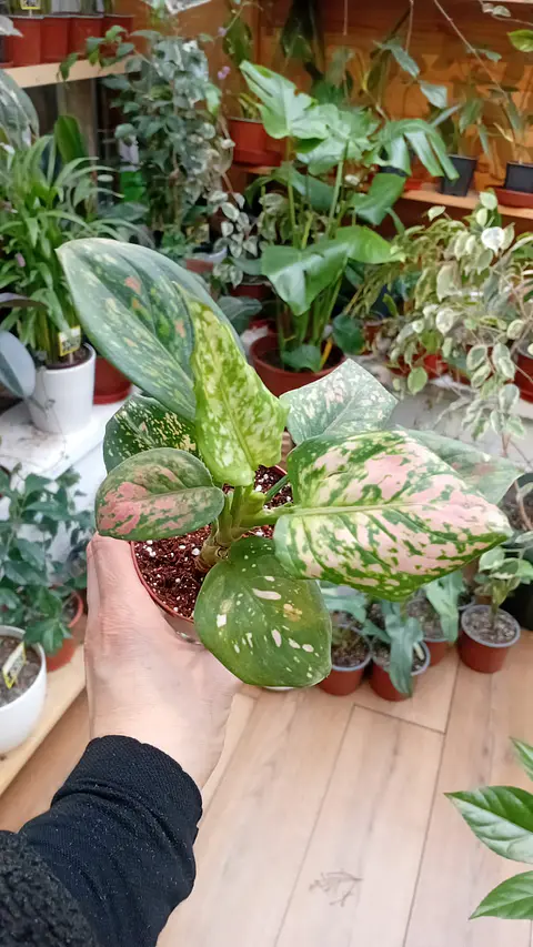 Plantas RV - Aglaonema Anyamane  tamaño M 