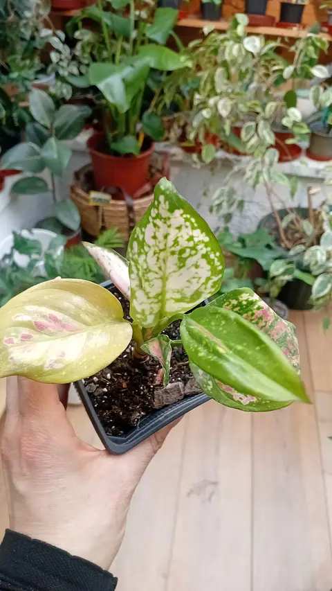 Plantas RV - Aglaonema Anyamane S 