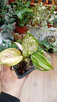 Plantas RV - Aglaonema Anyamane S  - Miniatura 1