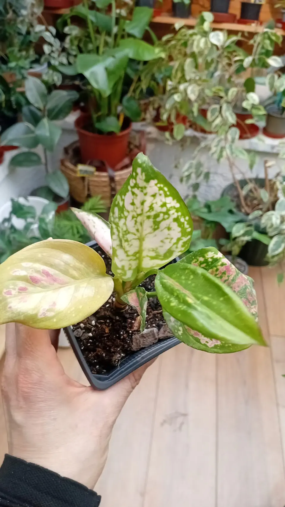 Plantas RV - Aglaonema Anyamane S  1