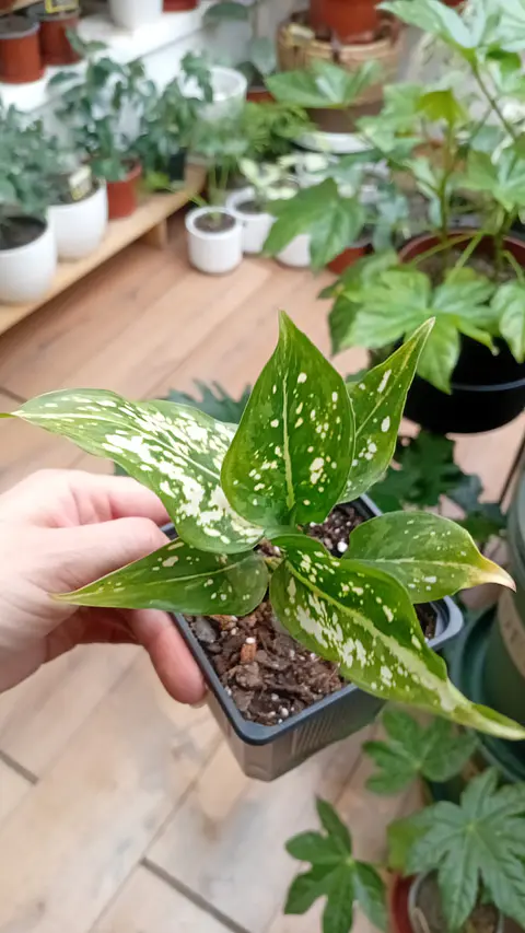 Plantas RV - Aglaonema Anyamane S 