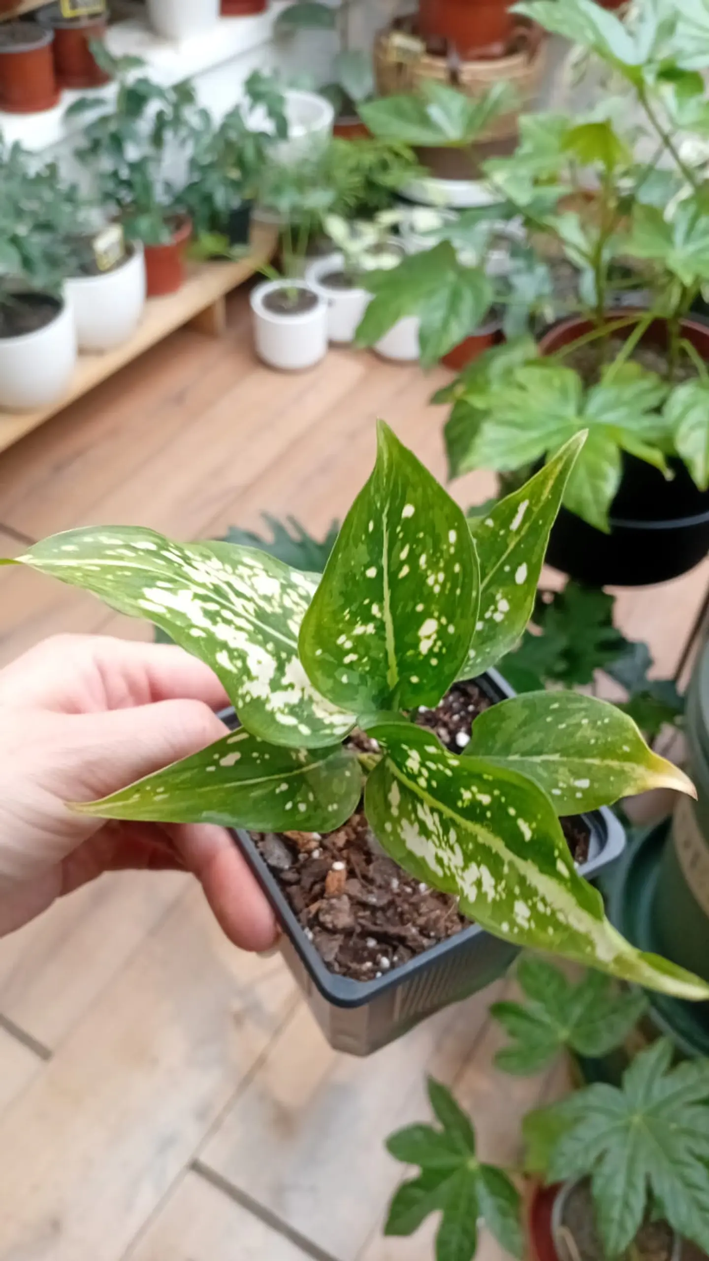 Plantas RV - Aglaonema Anyamane S  2