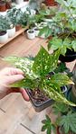 Plantas RV - Aglaonema Anyamane S  - Miniatura 2
