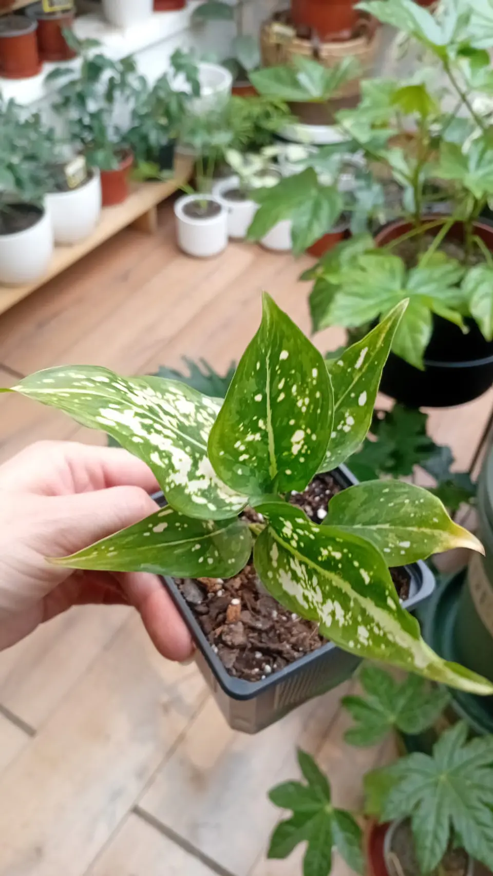 Plantas RV - Aglaonema Anyamane S  2