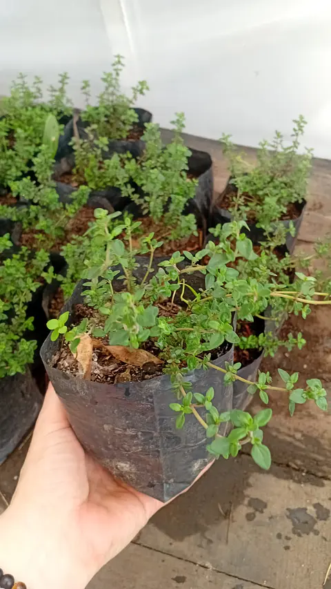 Plantas RV - Tomillo tamaño S 