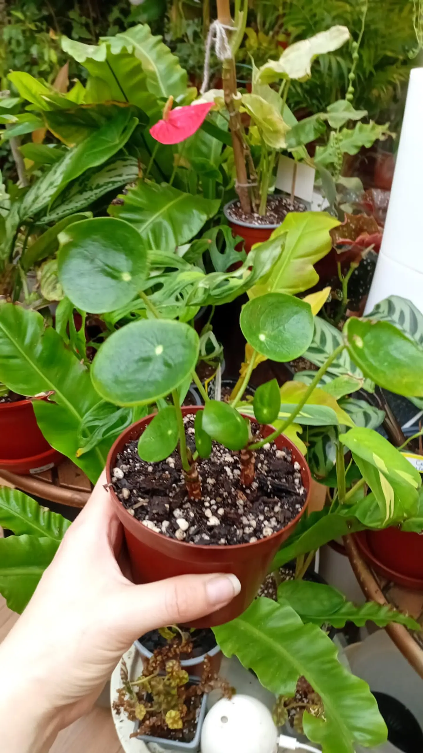 Plantas Rv - Pilea peperomioides tamaño S  1