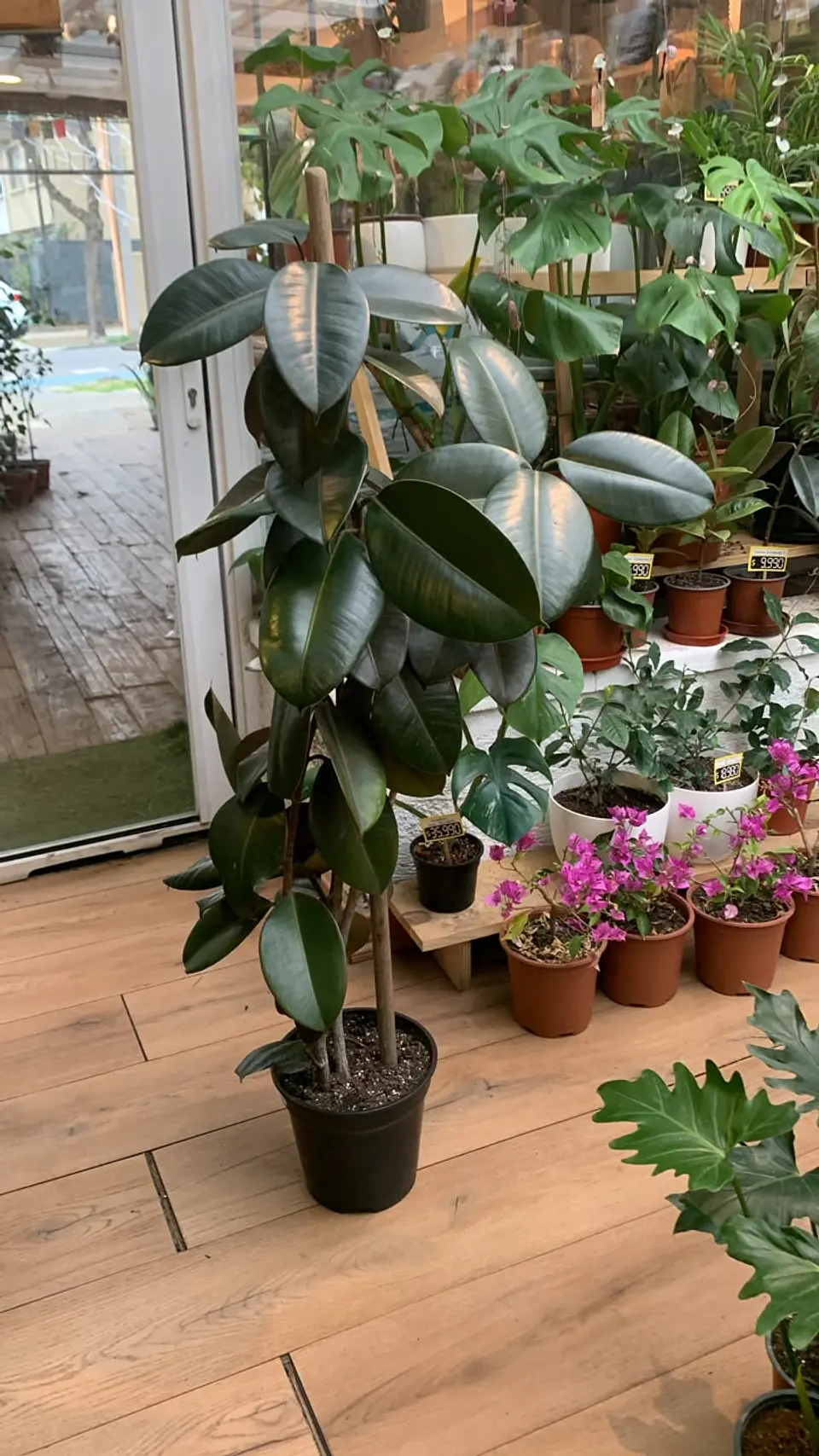 PLANTAS RV - GOMERO BURGUNDY XL  1