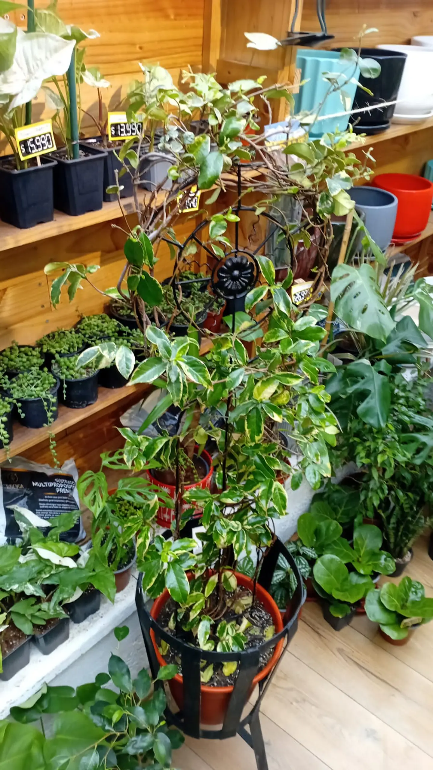 PLANTAS RV - JAZMIN HELICE  VARIEGADO XL + TUTOR  1