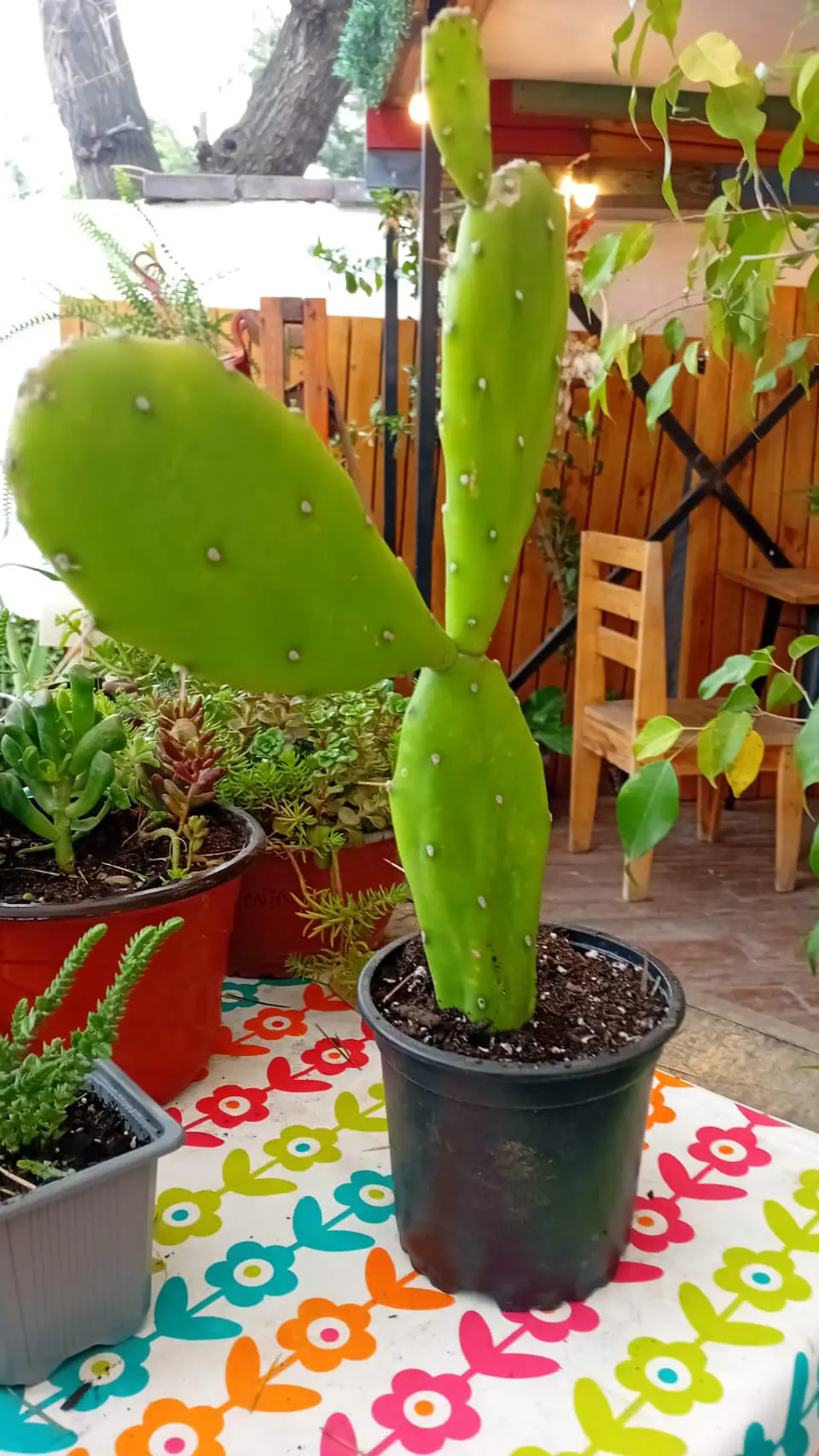 PLANTAS RV -  CACTUS OPUNTIA VERDE O NOPAL  1